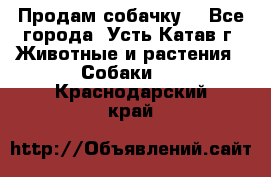 Продам собачку  - Все города, Усть-Катав г. Животные и растения » Собаки   . Краснодарский край